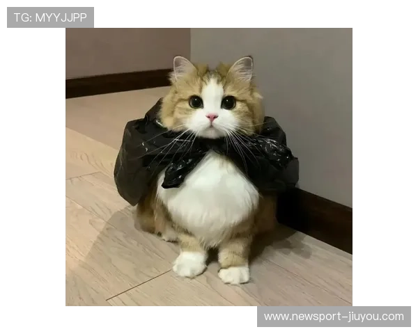 养一只会撒娇的宠物猫让独居生活每天都充满温暖和期待的小惊喜