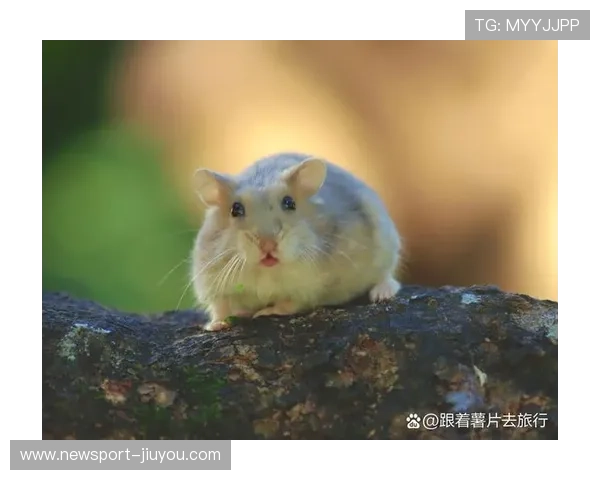 仓鼠半夜偷偷囤满小窝主人清晨打开瞬间被萌到心都化了还假装无事发生